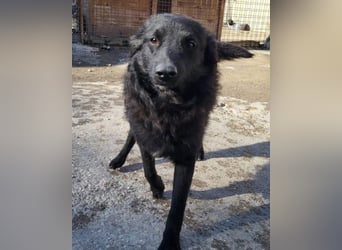 Duke ❤️ aufgeweckter, junger Kroat. Schäferhund-Mix-Bub!