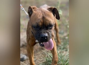 Boxermädel Ersi sucht ein aktives Zuhause.