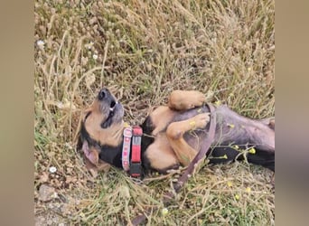 Jo:  Traumhund für Segugio-Freunde