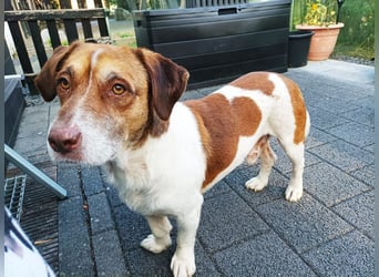 ♥JOSHI♥ auf Pflegestelle bei Aachen - entzückender, verschmuster, ruhiger Rüde 39 cm