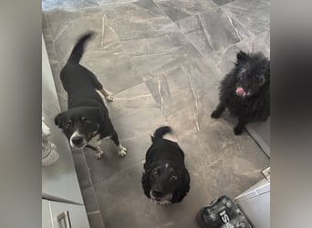 Socke - absoluter Familienhund