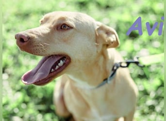 Avi 10/2021 (ESP) - aufgeschlossene und menschenbezogene Labrador-Podenco-Mix Hündin!