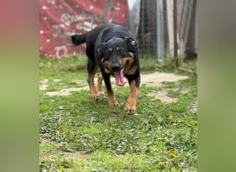 MIMI - traumhafte Schäferhund-Mix-Hündin