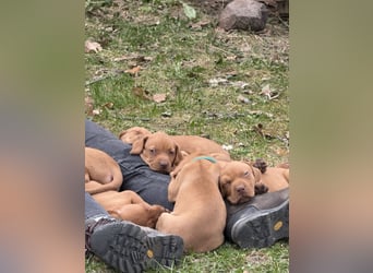 Wunderschöner reinrassiger Vizsla Welpe