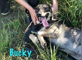 Bucky geb. 12/2021 - lustiger, aktiver und verspielter Outdoor-Begleiter!