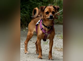 Kleine Lulu sucht großes Herz