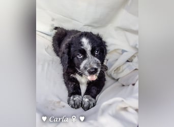 , Cindy und Carla suchen ab Mitte Juli ein Zuhause
