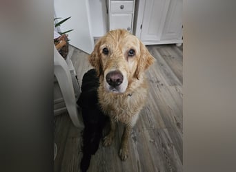 Golden Retriever Mischlings-Rüde Fridolin sucht ein Zuhause
