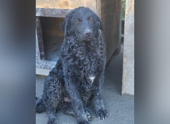 GONZALES❤️ liebenswerter, agiler und neugieriger Kroatischer Schäferhund-Mix