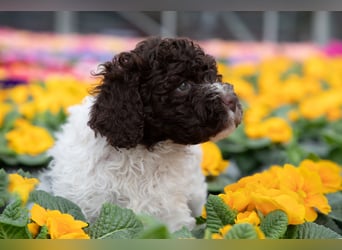 Lagotto Romagnolo Welpen, 6 Welpen suchen ein Zuhause