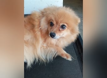*reserviert* Pomeranian Chinita auf Pflege Nähe Offenburg