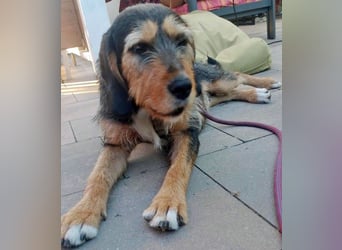 MIA - fantastische Hundedame auf Pflegestelle!