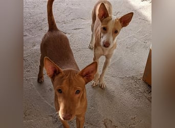 Basil ein Podencojunge sucht ein neues Zuhause