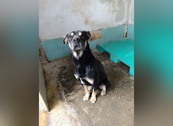 Baloo – liebevolle Anleiter zum Glücklichsein dringend gesucht!