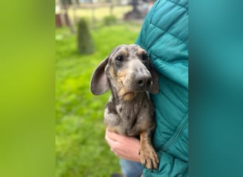 Mazli, geboren 01.10.2022, 22cm sucht seine Menschen