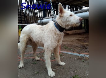 Snowie 08/2023 (ESP Pflegestelle) - aufgeschlossener und neugieriger Podenco Campanero!