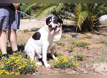 Nuno, Mix Labrador / Rafeiro Alentejano, lieb und sozial