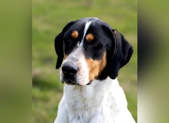 Olaf, große Schönheit, ca. 2 Jahre, 67 cm, 35 kg *in 34128 Kassel*