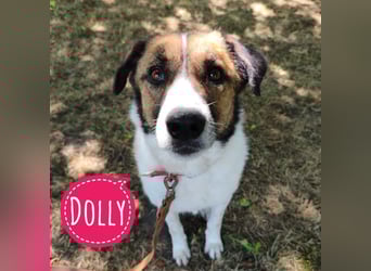 Dolly ein einsamer Schatz