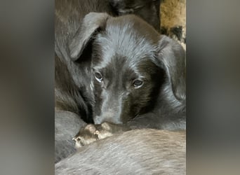 Deerhoundwelpen suchen ein liebevolles Für-Immer-Zuhause