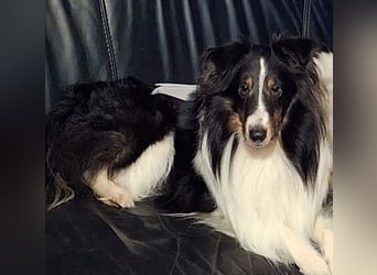 Sheltie Shetland Sheepdog
