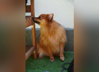 Nico SR - Kleiner Schatz sucht Liebe!