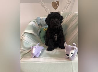 Wunderschöne Maltipoo Welpen zu verkaufen noch 2x Rüden frei