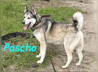 Pascho 03/2022 - energiegeladener und lernwilliger Husky (Mix) sucht sportliche Rasseliebhaber!