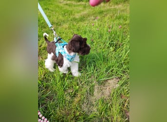 American Zwergschnauzer Braun weiß geb 05.04.2025