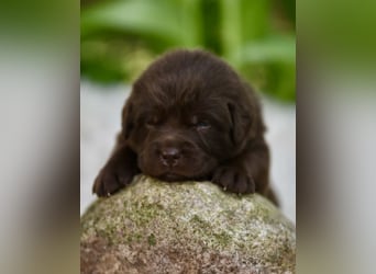 Aussiedor Aussiedorwelpe Welpe Australien Shepherd x Labrador