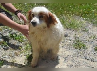 Kiko – einer von zwölf zurückgelassenen Hunden sucht ein neues Zuhause