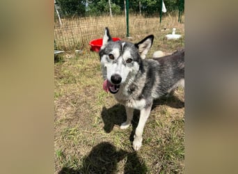 Lyra, geboren 01.07.2024, 54cm sucht aktives Zuhause