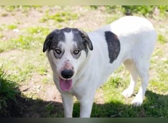 FLY - die nette und aufgeschlossene Hündin liebt Menschen und andere Hunde
