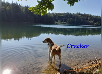 Cracker 10/2021 (in Deutschland) - verschmuster und treuer Rüde!