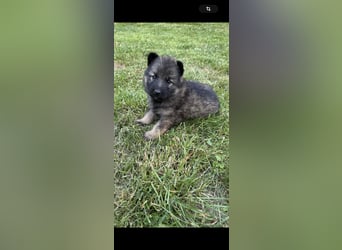 Verkaufe Deutsche Schäferhundwelpen