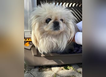 Frankie, geboren 2021, 29cm sucht sein Zuhause