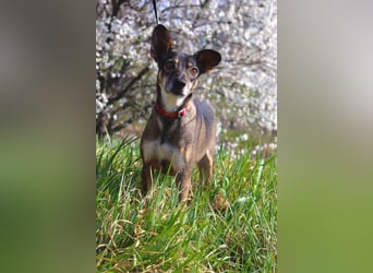 Traumhafte kleine Tierschutzhündin Bambi❤️in 19246 Zarrentin