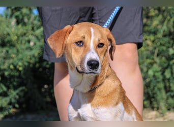 Arnie, Mix Labrador / Podengo