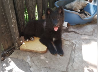 Spitz-Welpen aus liebevoller Hobbyzucht - Großspitz schwarz und grau - Deutsche Spitze