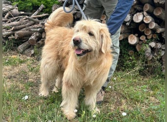 Buddy, geboren 01.04.2024, 50cm sucht seine Menschen