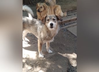 SIMBA - Traumzuhause gesucht