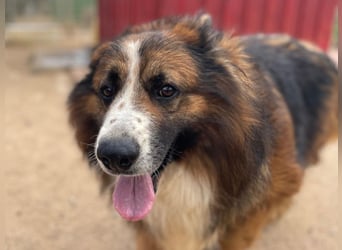 Frisbee- liebenswerter Rüde mit Menschenkenntnis sucht neuen Wirkungskreis