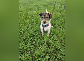 Ivy, eine freundliche aufgeweckte Hündin