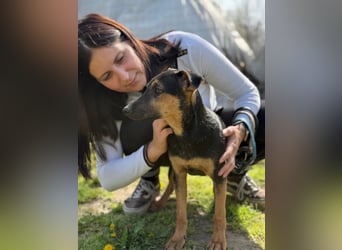Dobby LM – kleiner Wirbelwind sucht seine Familie