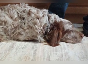 Zicco sucht sein Glück!