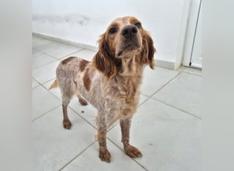 Hilde Mischlingshündin ca. 2 Jahre alt in Griechenland