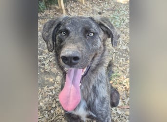 Benno: Traumhund für aktive Menschen
