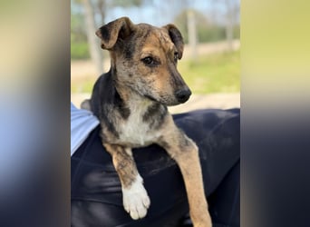Ginny LM– Zarte Welpenhündin sucht geduldige Familie