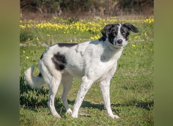 Cleo, eine sanfte und liebe junge Hündin!