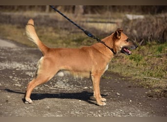 Borko S272 sucht ein ruhiges Zuhause